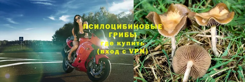 Галлюциногенные грибы Magic Shrooms  Красногорск 